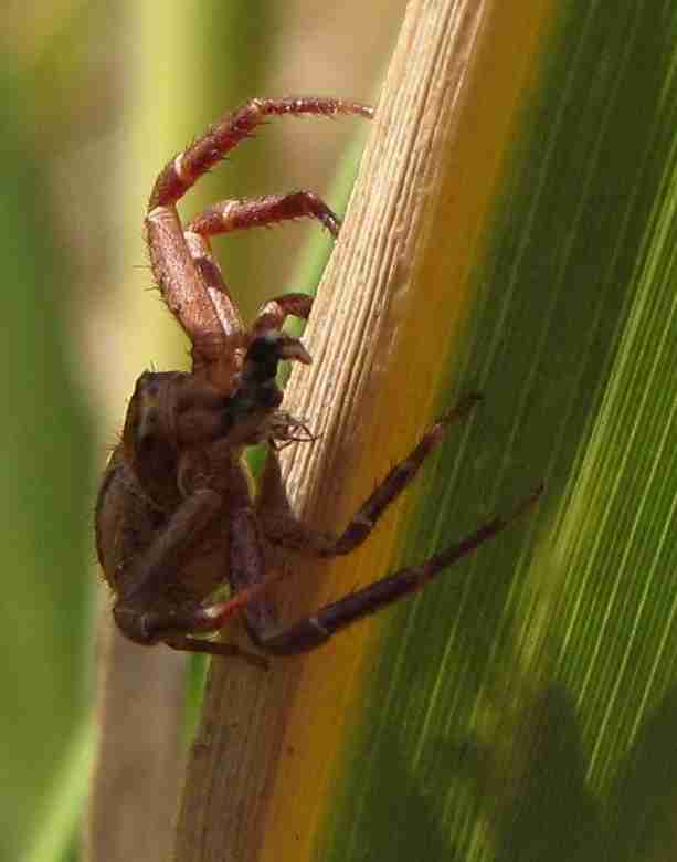 ragno rosso (Xisticus sp.)